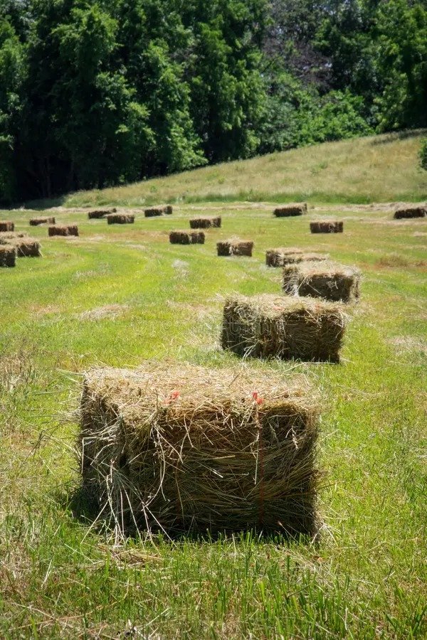 بالات أعلاف مكعبة مرصوصة في الحقل بعد الحصاد